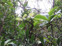 44 ??? Badula barthesia  - Bois de savon  - Primulaceae - B ??? Badula grammisticta - Bois de savon -  B