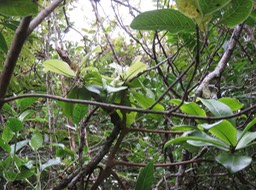 45 ??? Badula barthesia  - Bois de savon  - Primulaceae - B ??? Badula grammisticta - Bois de savon -  B