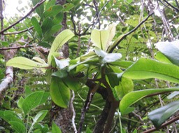 46 ??? Badula barthesia  - Bois de savon  - Primulaceae - B ??? Badula grammisticta - Bois de savon -  B