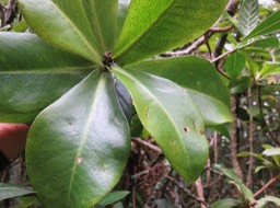 47 ??? Badula barthesia  - Bois de savon  - Primulaceae - B ??? Badula grammisticta - Bois de savon -  B