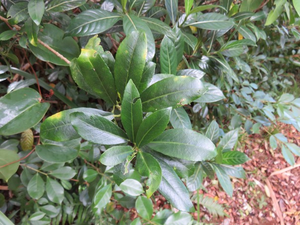 5 Claoxylon parviflorum - Petit Bois d'oiseau- Euphorbiacée - B