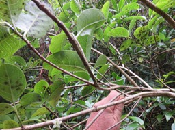 50 Geniostoma borbonicum - Bois de piment ou Bois de rat - Loganiaceae