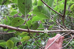51 Fleur de Geniostoma borbonicum - Bois de piment ou Bois de rat - Loganiaceae