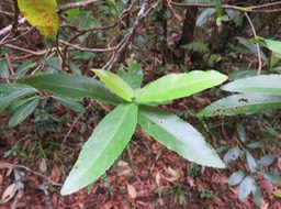 52 Acalypha integrifolia - Bois de violon ou Bois de Charles - Euphorbiacée