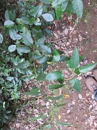 54 ??? Faujasiopsis flexuosa - Liane zigzag - Indigène