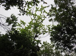 58 le même ! Ficus lateriflia  - Ficus Blanc  - MORACEAE - Endémique de la Réunion et de Maurice
