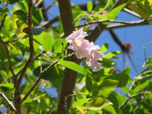 10 Tabebuia rosea - Calice du pape - Bignoniaceae - Exotique - Amerique centrale