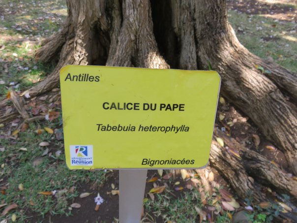 103 Tabebuia rosea - Calice du pape - Bignoniaceae - Exotique - Amérique centrale