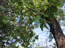 16 Barringtonia asiatica - Bonnet de prêtre - LECYTHIDACEE - Indopacifique