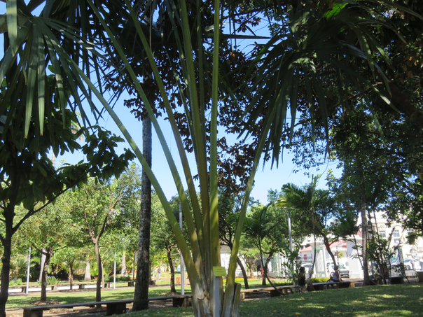 29 Corypha umbraculifera - Talipot - Arecaceae - Inde