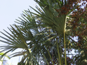 30 Corypha umbraculifera - Talipot - Arecaceae - Inde