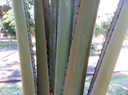 33 Corypha umbraculifera - Talipot - Arecaceae - Inde