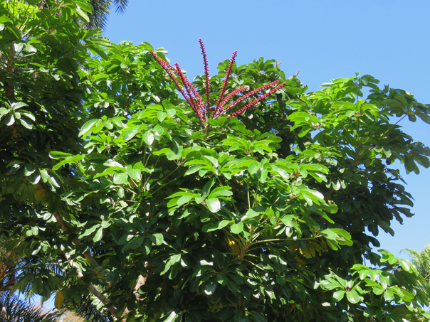 34 Schefflera actinophylla (Endl.) Harms. - Arbre ombrelle -Araignée - Arbre pieuvre - Araliaceae  - Asie tropicale. Australie