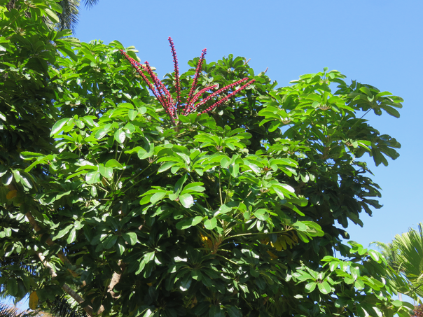 35 Schefflera actinophylla (Endl.) Harms. - Arbre ombrelle -Araignée - Arbre pieuvre - Araliaceae  - Asie tropicale. Australie