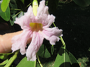 37 Tabebuia rosea - Calice du pape - Bignoniaceae - Exotique - Amérique centrale  Fleur