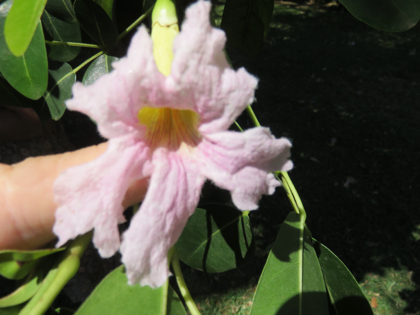 37 Tabebuia rosea - Calice du pape - Bignoniaceae - Exotique - Amérique centrale  Fleur