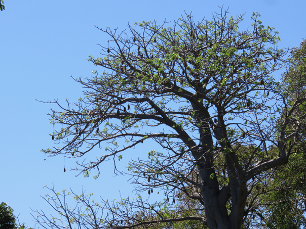 38 Adansonia digitata - Baobab - MALVACEE - Afrique, Madagascar, Comores