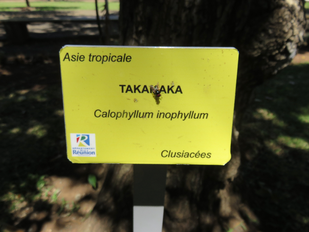 48 Calophyllum inophyllum L. - Takamaka des bas - Clusiaceae - Exo