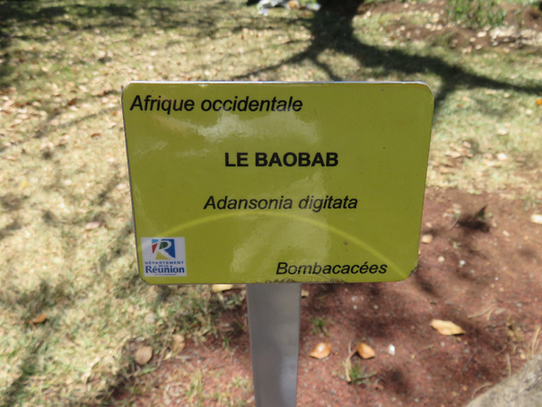 52 Adansonia digitata - Baobab - MALVACEE - Afrique, Madagascar, Comores