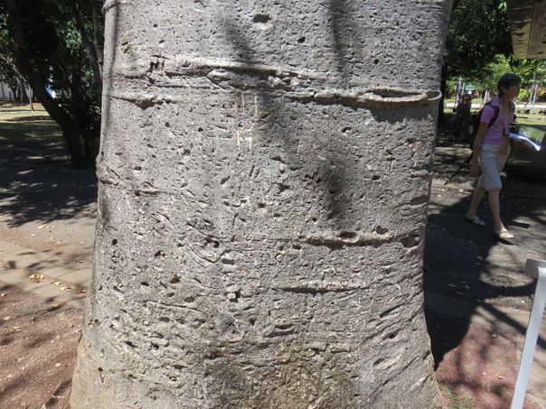 53 Adansonia digitata - Baobab - MALVACEE - Afrique, Madagascar, Comores