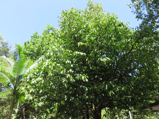 57 Mimusops coriacea - Pomme d'accot - Sapotaceae - Origine - Madagascar