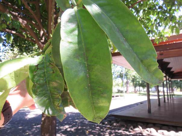 58 Mimusops coriacea - Pomme d'accot - Sapotaceae - Origine - Madagascar  Feuille