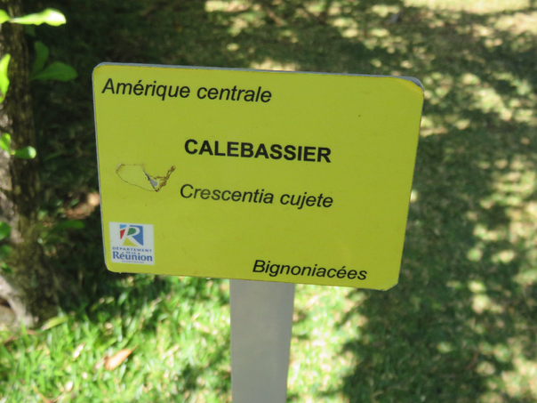 6 Crescentia cujete - calebassier arbre - bignoniacée