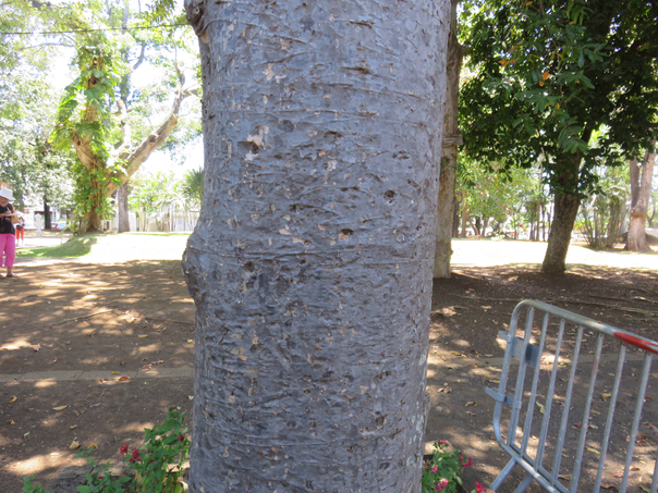 65 ??? Agathis robusta - Kauri du Queensland - Araucariaceae - nord-est de l'Australie