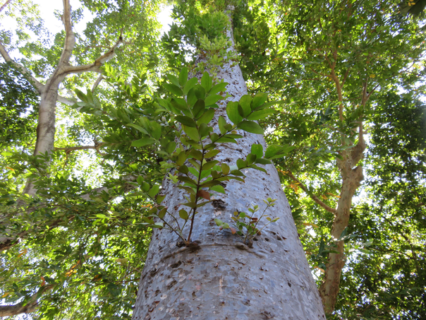 66 ??? Agathis robusta - Kauri du Queensland - Araucariaceae - nord-est de l'Australie
