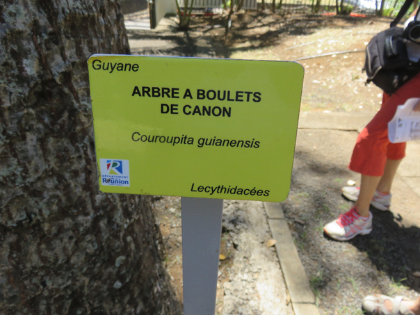 72 Couroupita guianensis Aubl.  - Arbre à boulets de canon - Lecythidaceae - Amérique centrale et du Sud