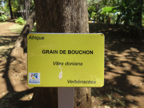 82 Vitex doniana - Grain de bouchon - Verbenacea