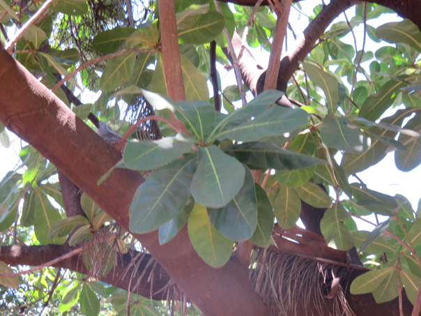 87 Barringtonia asiatica - Bonnet de prêtre - LECYTHIDACEE - Indopacifique