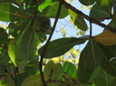 88 Barringtonia asiatica - Bonnet de prêtre - LECYTHIDACEE - Indopacifique Fruit