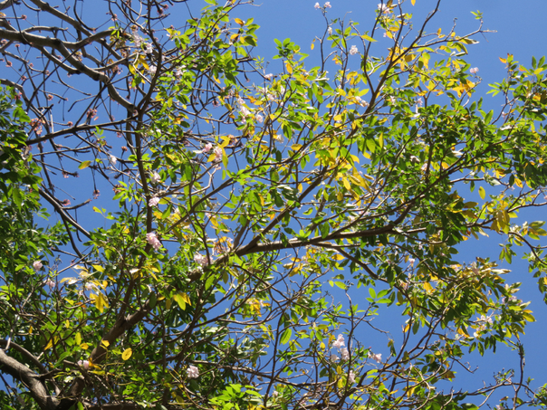 9 Tabebuia rosea - Calice du pape - Bignoniaceae - Exotique - Amerique centrale