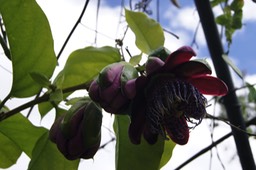 Grenadelle-_Passiflora_ligularis_-_Passiflorace_e_-_exo