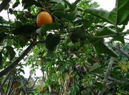Grendadelle Fruit de Passiflora ligularis