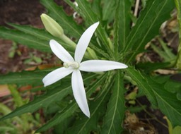 Hippobroma longiflora - Etoile de Béthléem - CAMPANULACEES