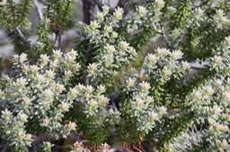 Branle bâtard- Phylica nitida- Rhamnacée- BM