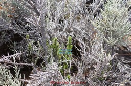 Branle blanc- Stoebe passerinoides- Astéracée - I