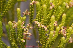 Branle vert - Erica reunionensis- Ericacée-B