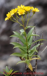 Chasse vieillesse- Faujasia salicifolia - Astéracée - B