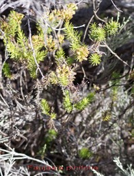 Faujasia pinifolia- Astéracée - B