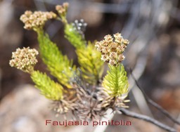 Faujasia pinifolia