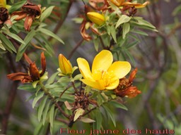 Fleur jaune des hauts- Hypericum lanceolatum angustifolium- Hypericacée - B