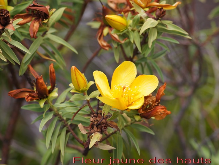 Fleur jaune des hauts- Hypericum lanceolatum angustifolium- Hypericacée - B