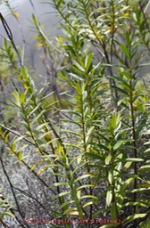 Grande Véronique- Hebe salicifolia - exo