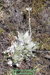 Helichrysum arnicoides - Astéracée - B