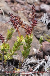 Petit Bois de rempart des hauts- Agarista buxifolia- Ericacée - B
