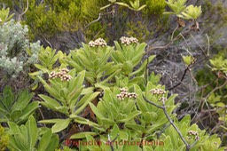 Psiadia anchusifolia- Astéracée - B