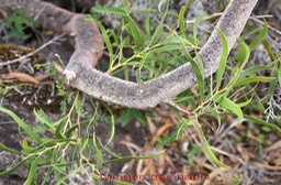 Tamarin des hauts- Acacia heterophylla - Fabacée - B